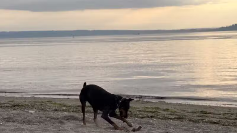 Edmond Dog Park - Edmond, OK
