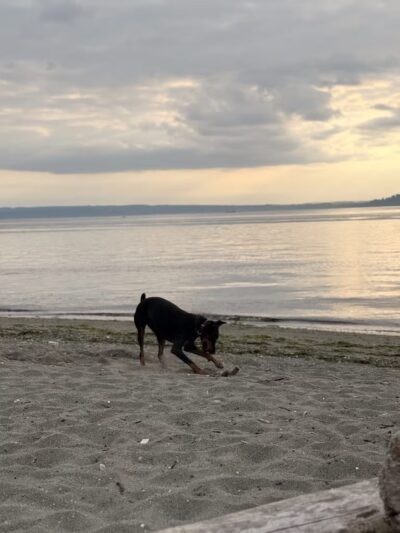 Edmond Dog Park - Edmond, OK