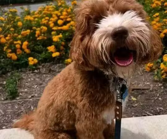 Edmond Dog Park - Edmond, OK