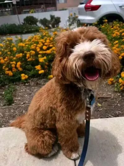 Edmond Dog Park - Edmond, OK