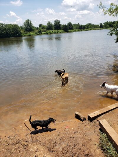 Edmond Dog Park - Edmond, OK