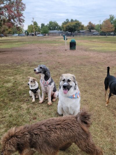 Edmond Dog Park - Edmond, OK