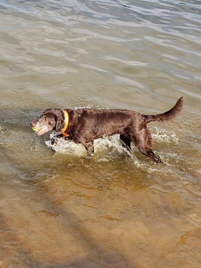 Edmond Dog Park - Edmond, OK