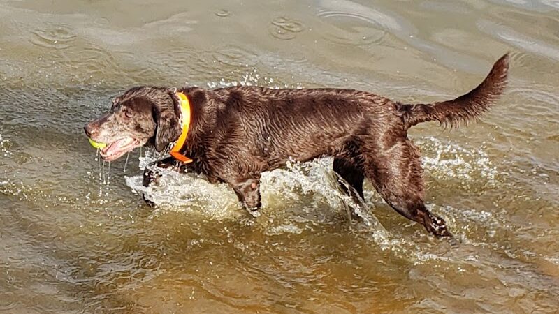 Edmond Dog Park - Edmond, OK
