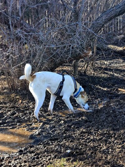 Edmond Dog Park - Edmond, OK