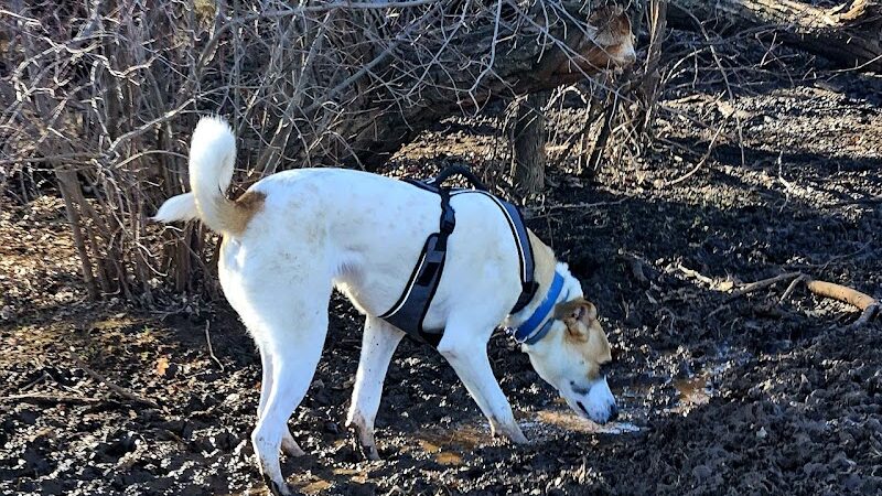 Edmond Dog Park - Edmond, OK