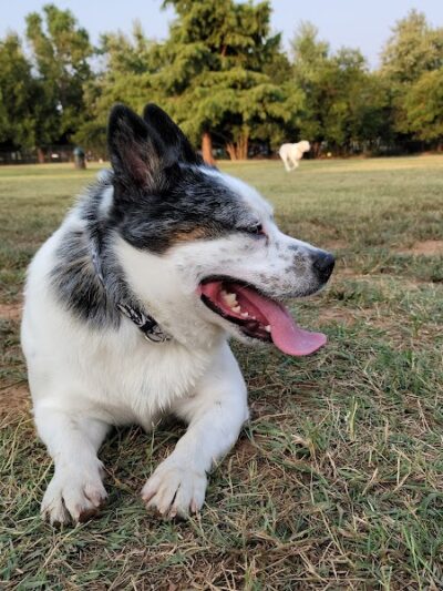 Edmond Dog Park - Edmond, OK