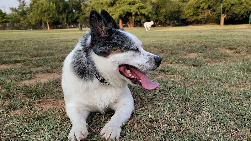 Edmond Dog Park - Edmond, OK