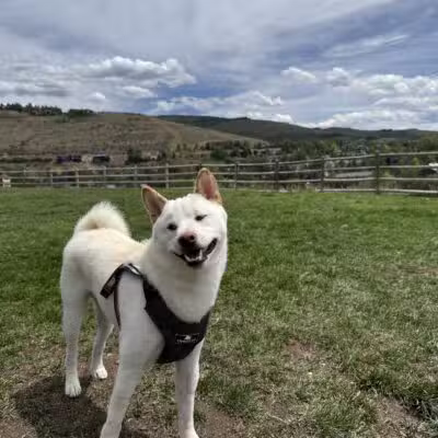 Wildridge Dog Park - Edwards, CO