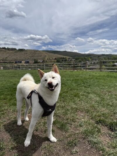 Wildridge Dog Park - Edwards, CO