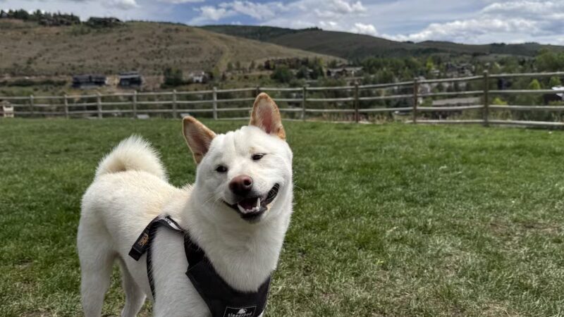Wildridge Dog Park - Edwards, CO