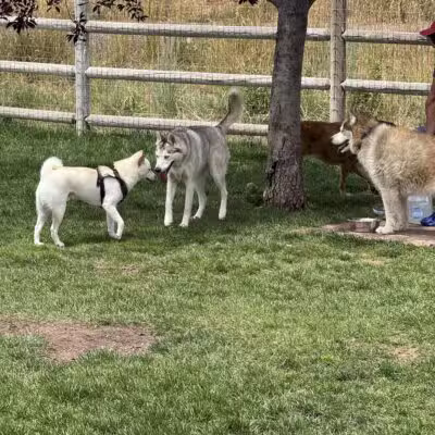 Wildridge Dog Park - Edwards, CO