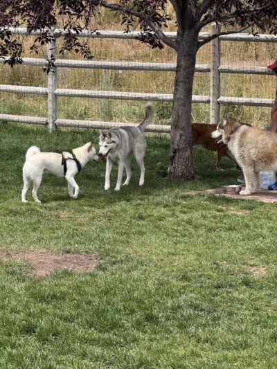 Wildridge Dog Park - Edwards, CO
