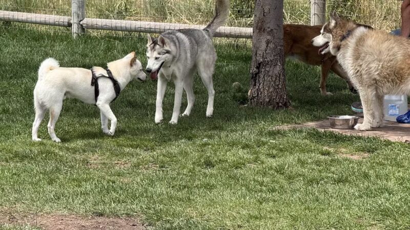Wildridge Dog Park - Edwards, CO