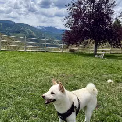Wildridge Dog Park - Edwards, CO