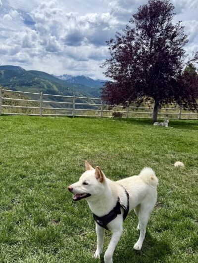 Wildridge Dog Park - Edwards, CO