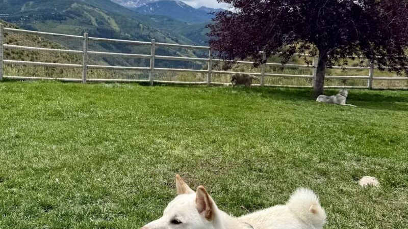 Wildridge Dog Park - Edwards, CO