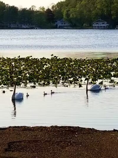 Gunn Park - Edwardsburg,