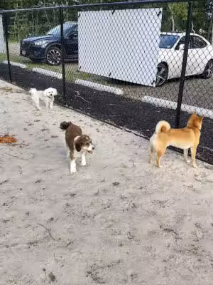 Egg Harbor Township Dog Park - Egg Harbor Township, NJ