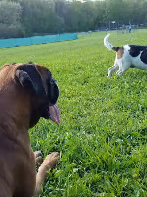 French Dog Park - Egremont, MA