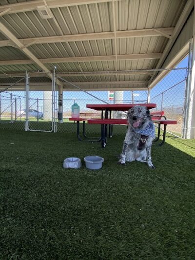 Dog park - Ehrenberg, AZ