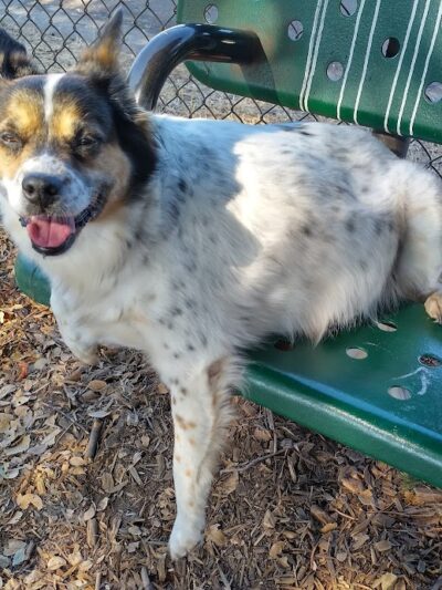 Bruce King Memorial Dog Park - El Cerrito, CA