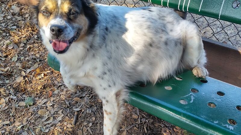 Bruce King Memorial Dog Park - El Cerrito, CA