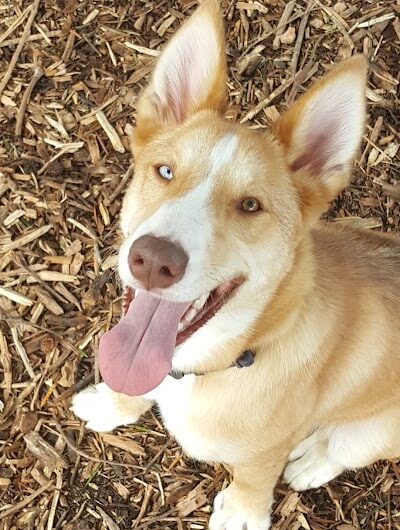 Bruce King Memorial Dog Park - El Cerrito, CA