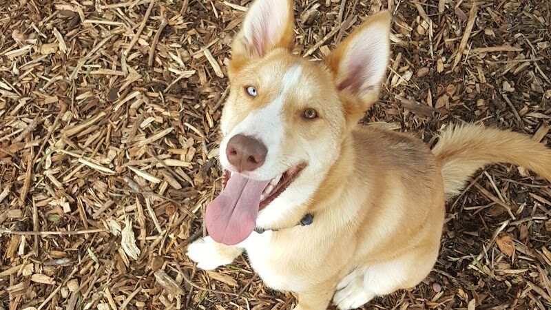Bruce King Memorial Dog Park - El Cerrito, CA