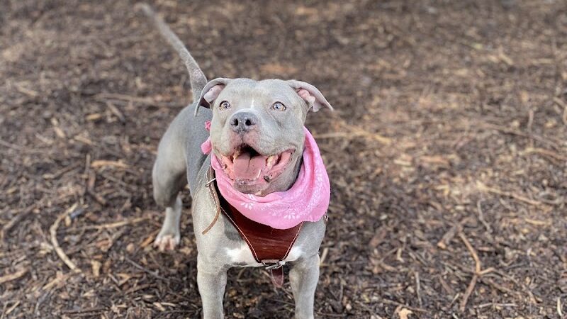 Bruce King Memorial Dog Park - El Cerrito, CA