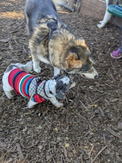Bruce King Memorial Dog Park - El Cerrito, CA