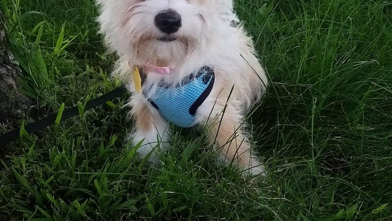 Bruce King Memorial Dog Park - El Cerrito, CA
