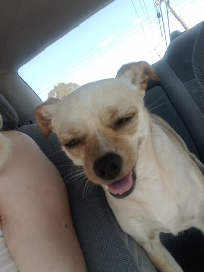 Bruce King Memorial Dog Park - El Cerrito, CA