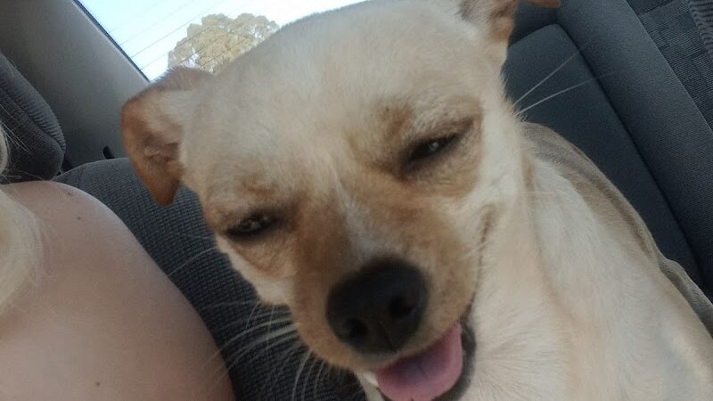 Bruce King Memorial Dog Park - El Cerrito, CA