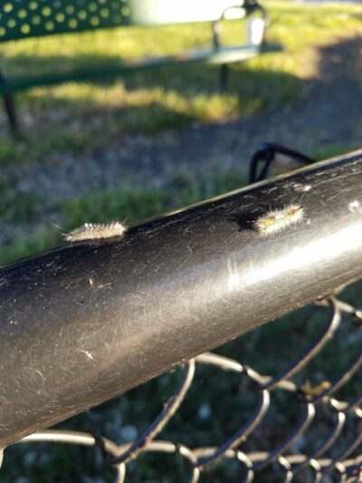 Bruce King Memorial Dog Park - El Cerrito, CA