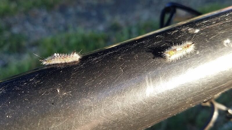 Bruce King Memorial Dog Park - El Cerrito, CA