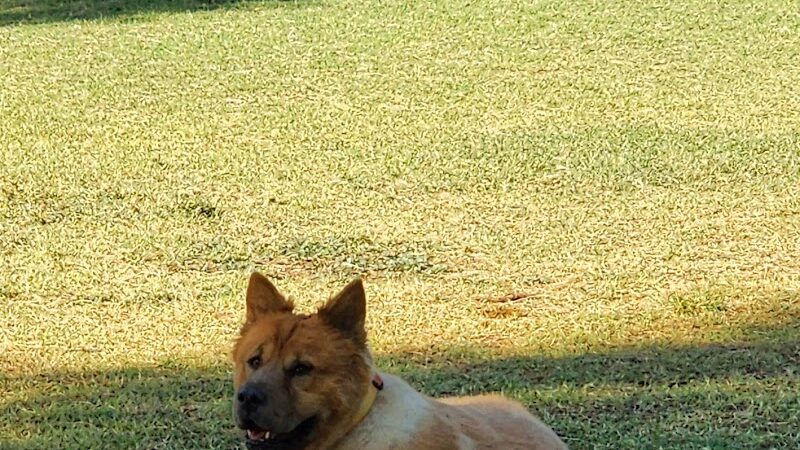 Gateway Dog Park - El Mirage, AZ