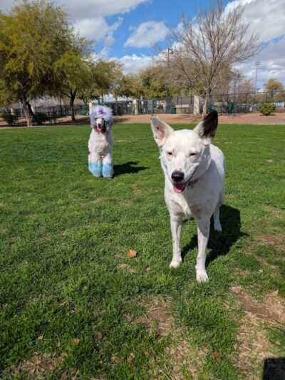 Gateway Dog Park - El Mirage, AZ