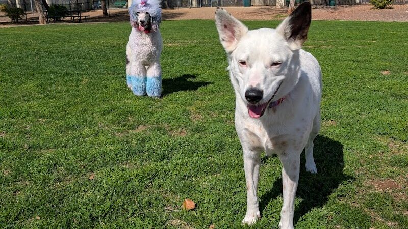 Gateway Dog Park - El Mirage, AZ