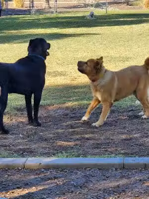 Gateway Dog Park - El Mirage, AZ