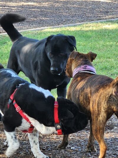 Gateway Dog Park - El Mirage, AZ