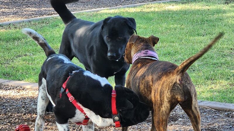 Gateway Dog Park - El Mirage, AZ