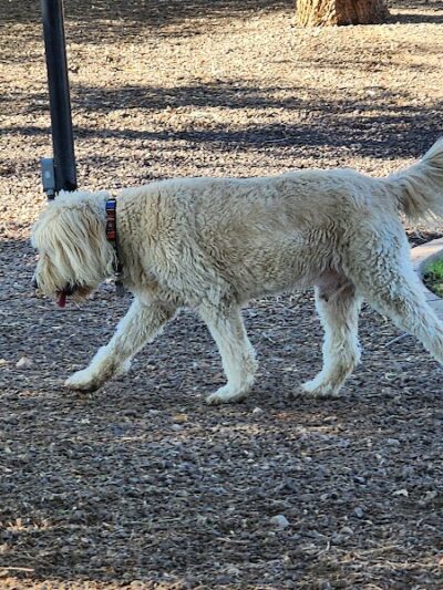 Gateway Dog Park - El Mirage, AZ