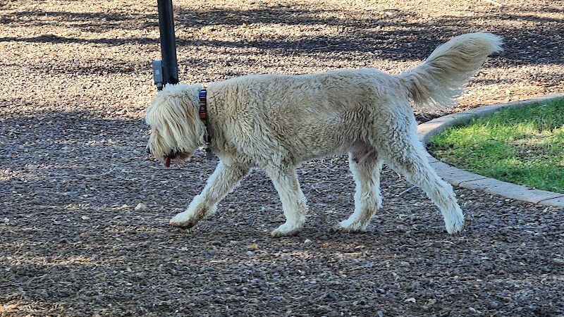 Gateway Dog Park - El Mirage, AZ