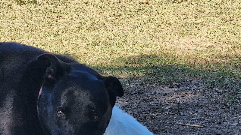 Gateway Dog Park - El Mirage, AZ