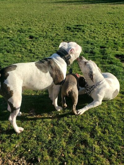 Gateway Dog Park - El Mirage, AZ