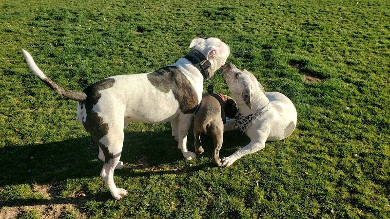 Gateway Dog Park - El Mirage, AZ