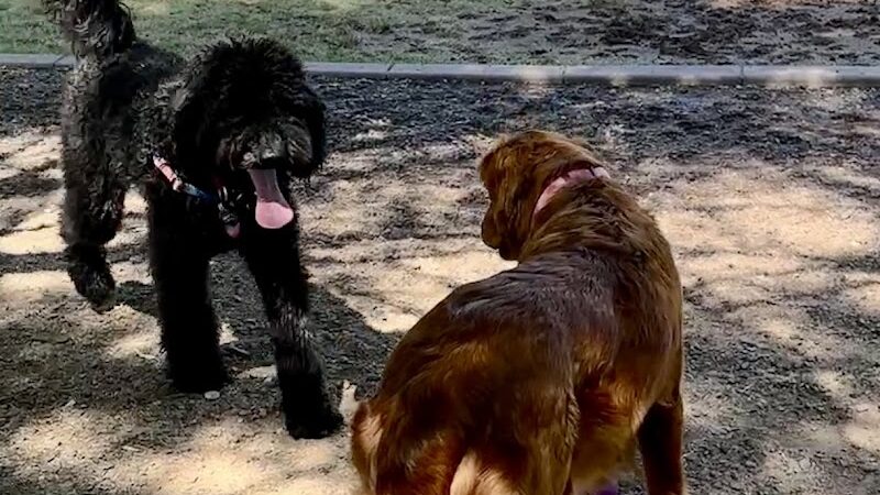Gateway Dog Park - El Mirage, AZ