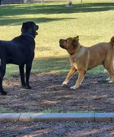 Gateway Dog Park - El Mirage, AZ