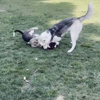 Fletcher Fetch Park - El Monte, CA